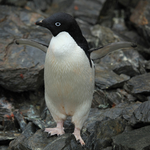 PenguinPro5